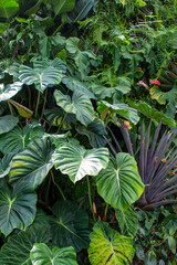 Tropical Plants Flowers Jungle and Beach Scenes