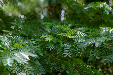 Tropical Plants Flowers Jungle and Beach Scenes