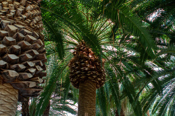 Tropical Plants Flowers Jungle and Beach Scenes