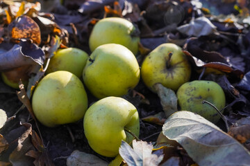 Yellow apples lit by sun on the ground among fallen leaves in autumn park