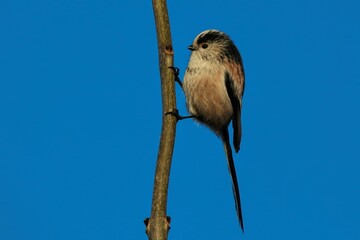 Closeup shot of a long-tailed tit perched on a branch on a blue background
