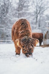 Vertical shot of a Scottish Highland calf standing on snow during winter