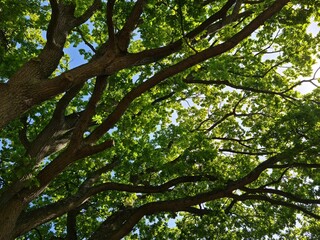 below a big green oak tree
