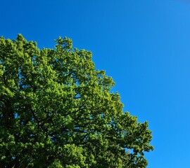 top of a big oak tree in blue sky
