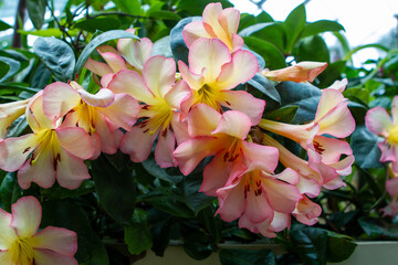 Tropical Plants Flowers Jungle and Beach Scenes