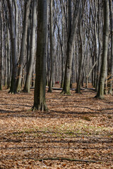 Obraz premium A portrait shot of people rest in Spring forest at Holosiivskyi National Nature Park, Kyiv, Ukraine