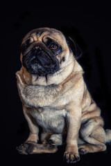 Pug dog isolated on black.