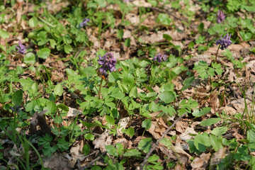 Muscari flowers, yellow and green leaves in Spring forest at Holosiivskyi National Nature Park, Kyiv, Ukraine