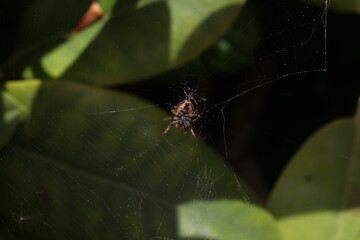 Closeup of a spider weaving a web in a forest