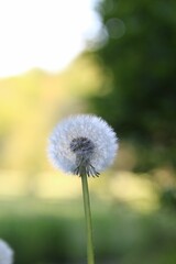 Selective focus shot of a Dandelion in a field with a green background