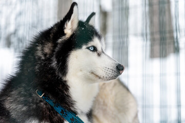 Side poirtrait of beautiful calm purebred siberain husky dogs sitting in kennel outdoors wait for forest trip adventure dogsled on cold winter snowy day. Dog sledding domestic animal frineds © Kirill Gorlov