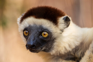 Verreaux's Sifaka - Propithecus verreauxi, dry forest Madagascar west coast, Cute primate, Madagascar endemite.