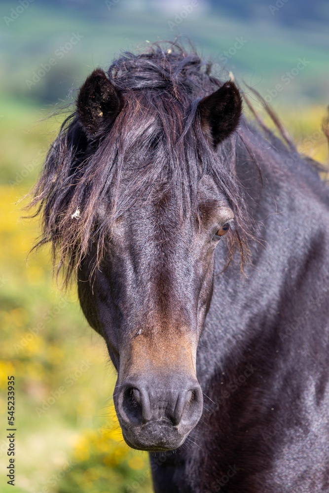 Sticker Closeup shot of a a dark brown horse