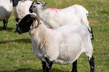 Flock of sheep grazing in a grassy meadow