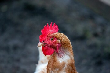 Closeup of a rooster on a blurry background in a coop