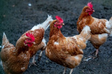 Closeup of chickens in a coop in a farm
