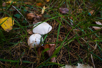 White mushrooms among grass in the autumn forest