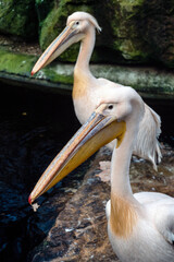 pelicans, at the zoo, 