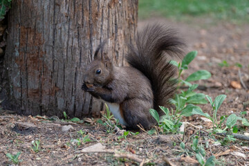 Squirrel