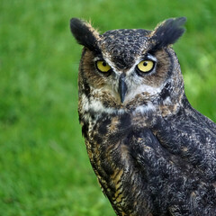 Close-up portrait of a great horned owl (Bubo virginianus) -- also known as the tiger owl or the hoot owl -- a raptor that is native to the Americas.