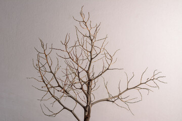 Dry twigs on concrete wall background.