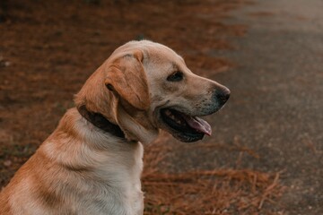Profile of a labrador retriever dog.