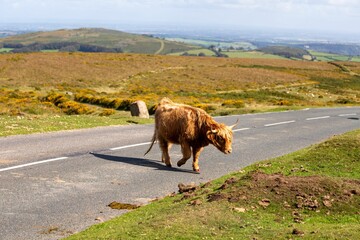 Brow bull crossing a road in the mountains