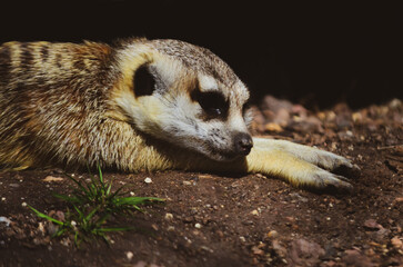 A meerkat on a dark background. Species of mammal of a mongoose family is common in South Africa. A sad wild animal with orange-brown fur lies on a ground in a zoo. Animal Protection concept. Look sad