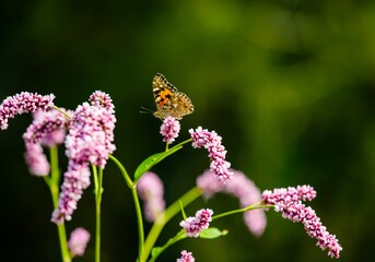 Close-up shot of a Lepidoptera sitting on Redshank in a blur