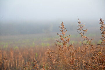 fog in the field