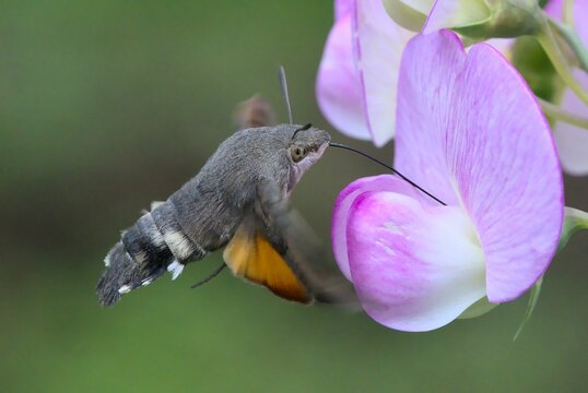 Close-up - hummingbird sucking nectar on a Lathyrus latifolius