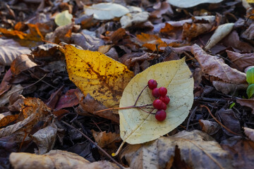 Fototapeta na wymiar Red rowanberries on the yellow leaf with autumn leaves background