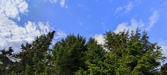 grass and sky