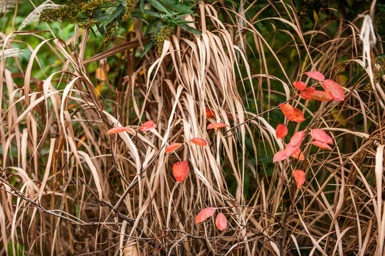 Rote Herbstblätter der Kupferfelsenbirne Amelanchier lamarckii vor trocknem Chinaschilf Miscanthus sinensis