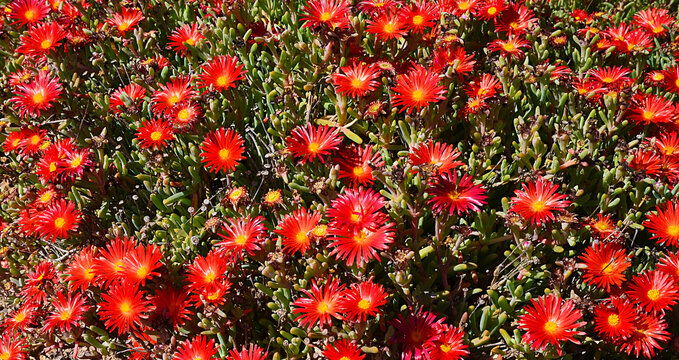 Ice Plant flowers or Pig face,Orange glow.
Lampranthus spectabilis in the garden of Tenerife,Canary Islands,Spain.Floral background for design.Selective focus.
