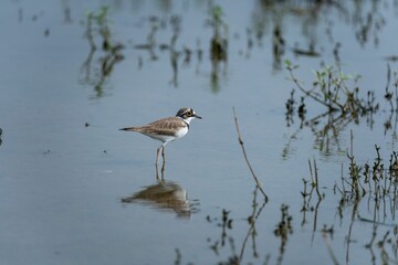 Side shot of a stilt walking on the water with plants growing in some parts