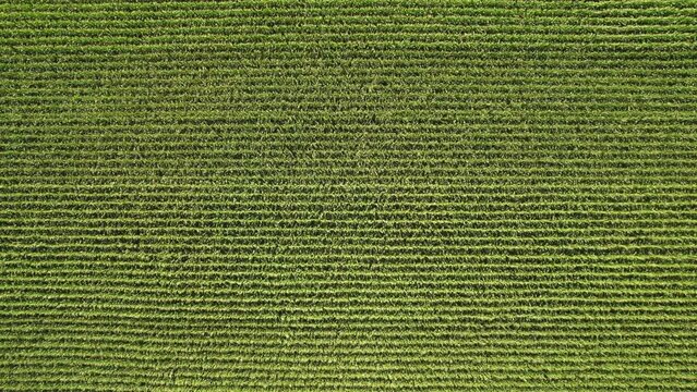 Aerial flying footage over a cornfield during sunny summer day. Top view over green agriculture corn crops field. American countryside farmland with fresh young corn seedling crops.