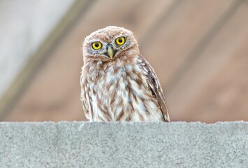 Closeup shot of a brown little owl perched on a stone surface