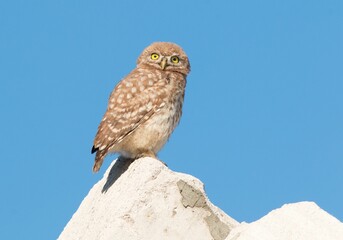 Closeup shot of a brown little owl perched on a rock on a blue sky background