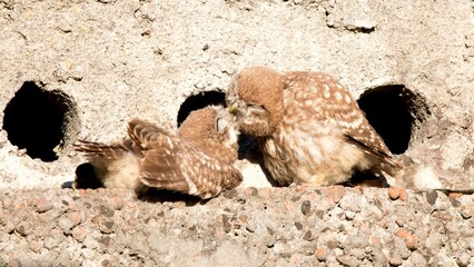 Closeup shot of two brown little owls feeding each other on a stone wall