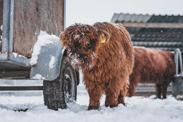 Closeup of a Scottish Highland calf standing on snow during winter