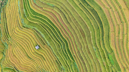 Rice fields on terraced prepare the harvest at Northwest Vietnam.