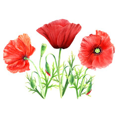 Poppy flower composition, watercolor illustration isolated on white background