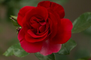 Closeup shot of a red rose in a garden during the day