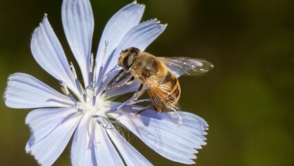 Closeup shot of a yellow honeybee pollinating a blue flower