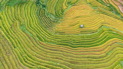 Rice fields on terraced prepare the harvest at Northwest Vietnam.