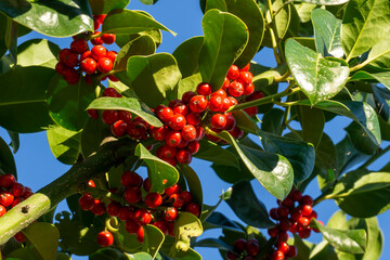 Green leaves and red berries of holly