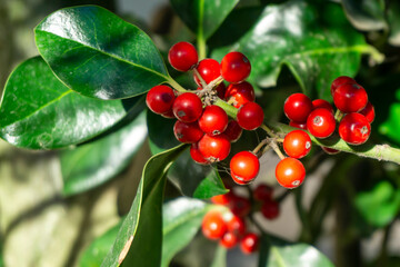 Christmas red balls of holly with green leaves