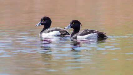 Tufted ducks floating on the river
