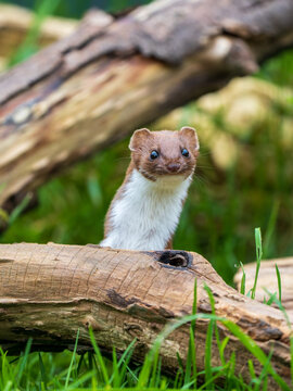 Weasel Looking out of a Log